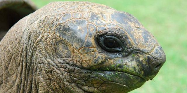 Tortoises cave reserve rodrigues (8)